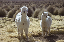 Scheue Alpacas in Bolivien